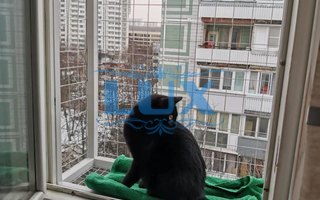 фотография решетки антикошка № 58